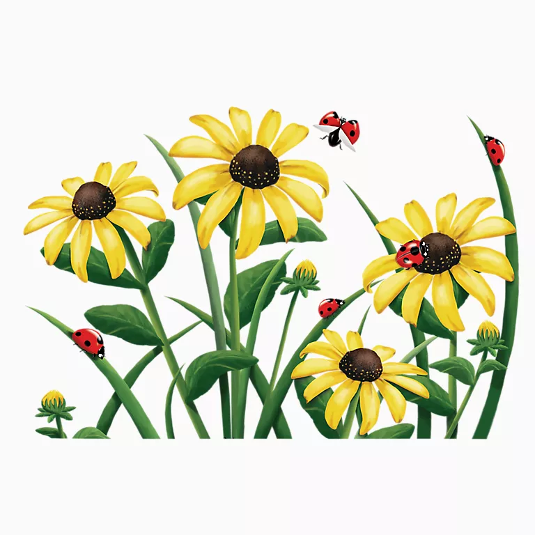 Alternative view of Black-Eyed Susan