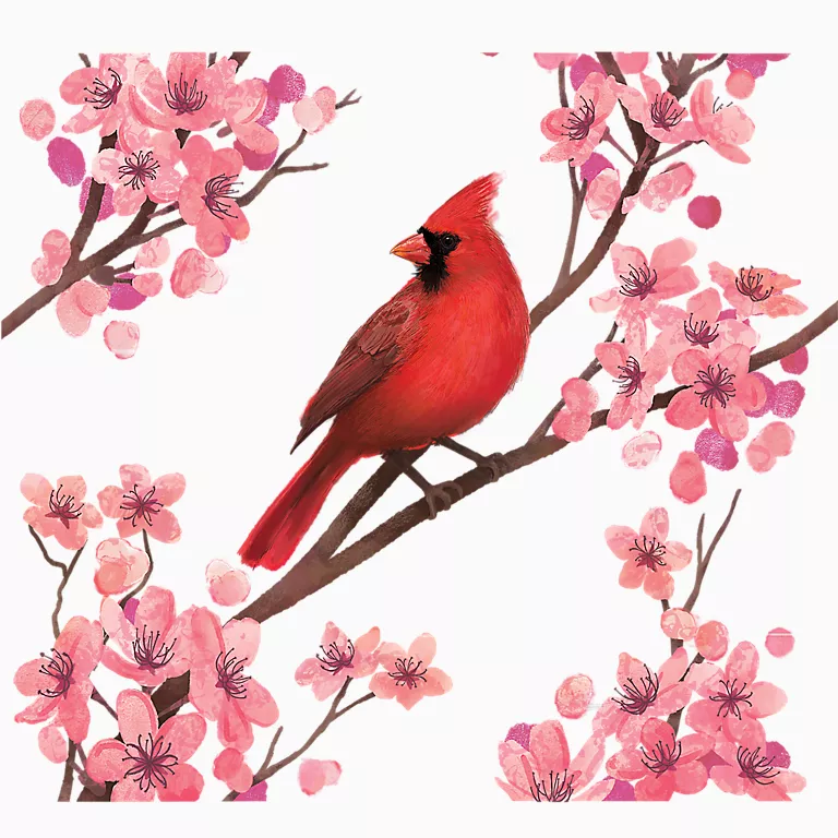 Sakura Cardinal - Image 2