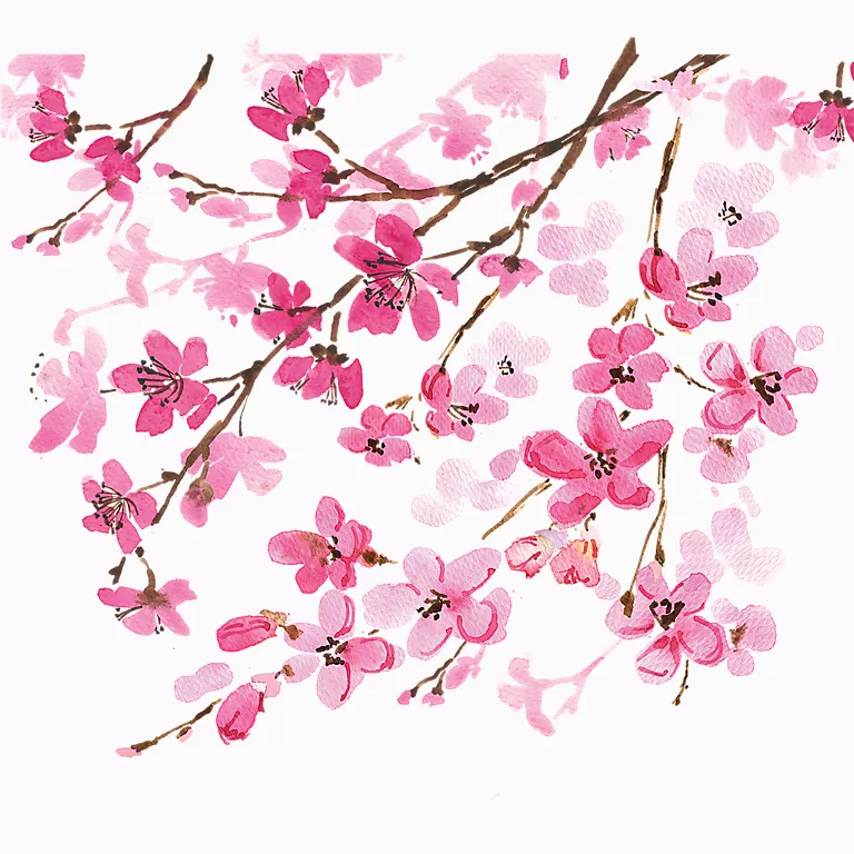 Alternative view of Japanese Cherry Blossom