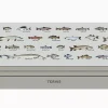 Fish - School ID - Image 2