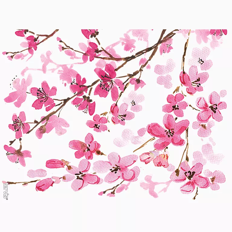 Alternative view of Japanese Cherry Blossom