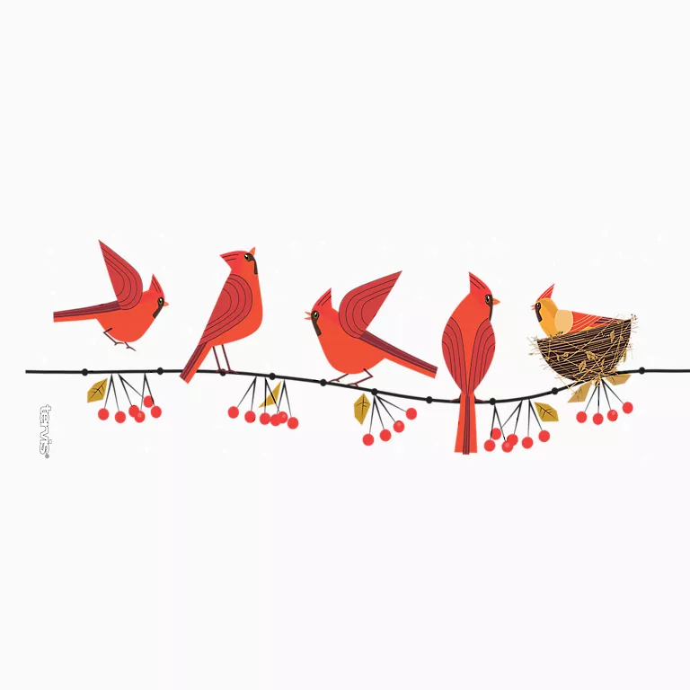 Alternative view of Cardinals