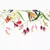 Kelly Ventura - Pink Natal Lily Bloom - Image 2
